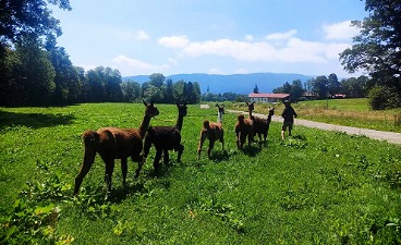 Lamas auf dem Abschlussausflug der BvB Klasse 2022 des Integrationszentrums MAut